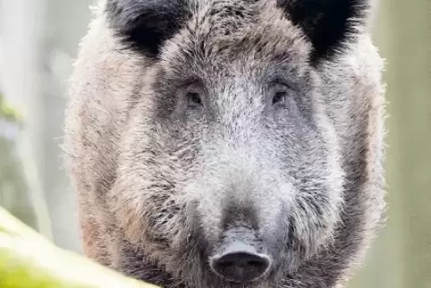 Auch bei Pfälzer Wildschweinen wurde der Parasit Muskelegel schon entdeckt.