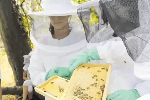 Wer den Bienen zu nahe rückt, sollte sich vor den Stichen schützen.