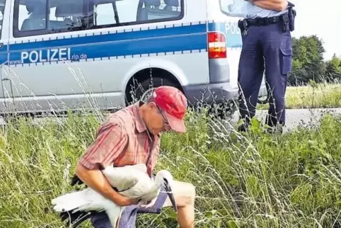 Bei einem Zusammenprall mit einem Pkw ist dieser Storch schwer verletzt worden. Manfred Sauter aus Lachen-Speyerdorf brachte ihn