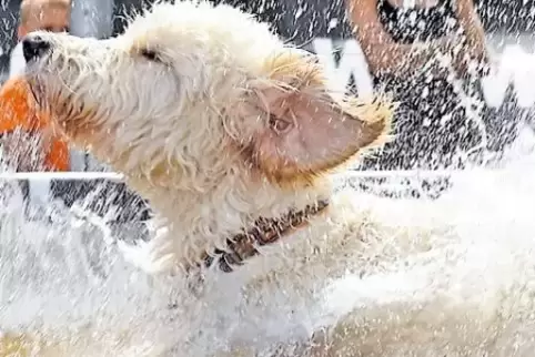 Platsch – beim „Dogdiving“ gibt’s eine Abkühlung für die vierbeinigen Teilnehmer.