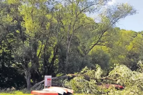 Genau zwischen ein paar Kanus, die am Ufer liegen, landete der umgestürzte Baum.