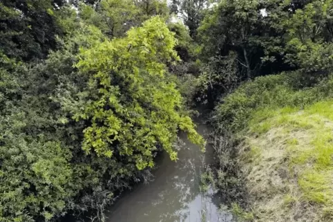 Der Belchgraben bei Lambsheim ist eines von mehreren Gewässern, deren Bau oder Ausbau zum Zwecke des Hochwasserschutzes sich ver