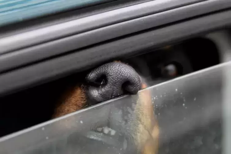 Hunde allein im überhitzten Auto: Keine gute Idee. Archivfoto: DPA