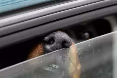 Hunde allein im überhitzten Auto: Keine gute Idee. Archivfoto: DPA