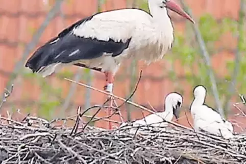 Storch Jessica wurde wie diese Storchenbabys 2015 auf dem Kirschbacherhof geboren. Benannt wurde sie nach der Freundin von Henni