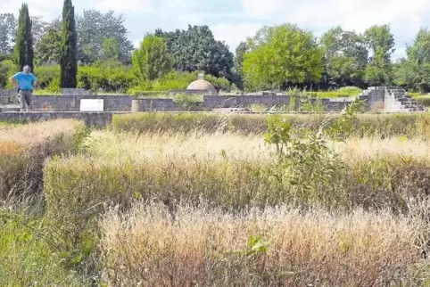 Nur noch Gestrüpp statt Gebüsch: die befallenen Buchshecken an der Villa rustica.