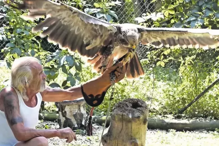 Eine beeindruckende Fl&uuml;gelspannweite hat dieser Adler