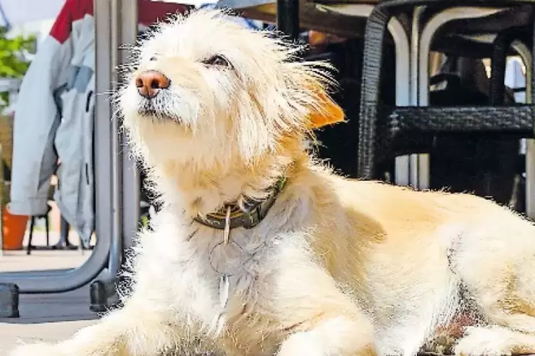 Mittendrin: Hund Laika von der Gastro-Familie Montana.