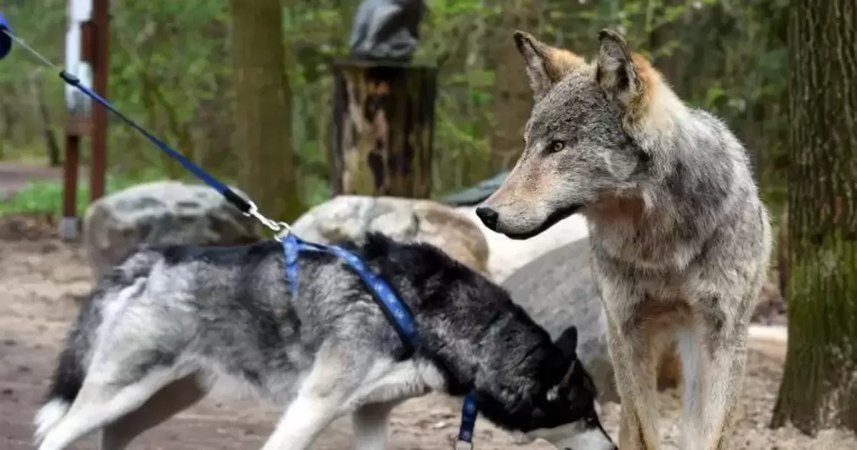 Der Hund Stammt Vom Wolf Ab