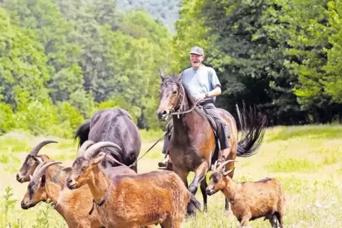 Ein Idylll für die zwei Pferde, fünf Ziegen und den Tierliebhaber Kurt Werner: Der Pfälzerwald im Bereich der Pirmasenser Fumbac