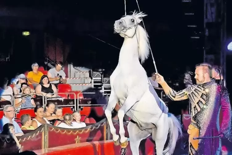 Premiere gestern beim Zirkus Charles Knie; unser Bild zeigt die Pferdedressur mit Marek Jama.