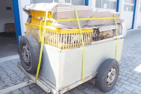 In diesem Anhänger waren die Tiere zusammengepfercht.