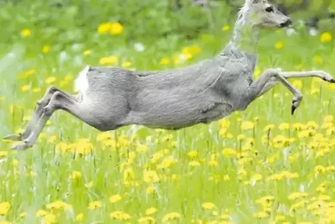 Springt in der Paarungszeit zwischen Ende Juli und Mitte August nicht nur über Wiesen, sondern häufig auch über die Straße: ein 
