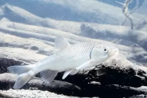 Der Döbel wird wegen seiner zahlreichen Gräten als Speisefisch nicht sonderlich geschätzt. Durch mehrmaliges Einschneiden des Fl