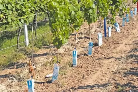 Tetrapaks schützen in diesem Weinberg die jungen Reben vor Wildfraß.