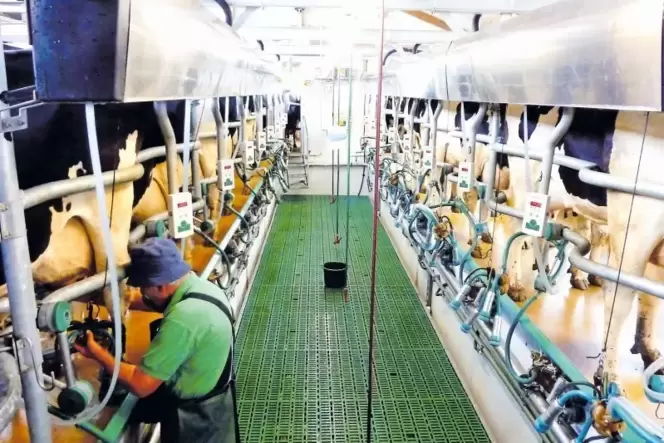 Im »Fischgrätstand« stehen zu beiden Seiten jeweils acht Kühe schräg zur Melkgrube, denen dann das Melkzeug angehängt wird. Im »Fischgrätstand« stehen zu beiden Seiten jeweils acht Kühe schräg zur Melkgrube, denen dann das Melkzeug angehängt wird.