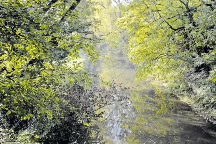 In der Isenach f&uuml;hlt sich der D&ouml;bel wohl. Vor allem im Sommer, wenn die Str&ouml;mung Kirschen aus der Wei&szlig;enheimer Gegend mit sich t