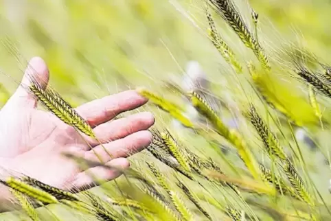 Einkorn ist eine Urform des Weizens, die im ökologischen Landbau wieder entdeckt wurde.