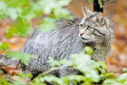 Nur wenige Menschen bekommen die Wildkatze zu sehen. Doch in der Nähe des Truppenübungsplatzes Baumholder und in ruhig gelegenen