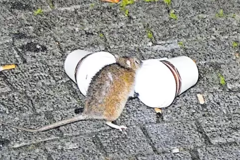 Abfallreste ziehen die Ratten an.