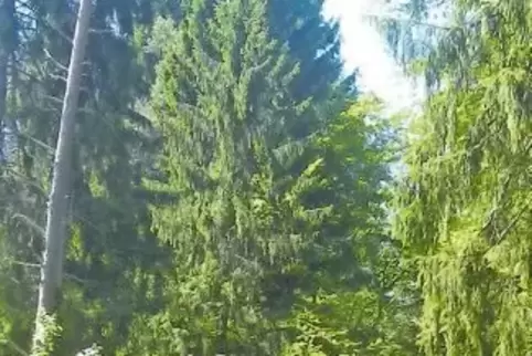 An die ehemalige Silbergrube bei Bobenthal erinnern Info-Tafeln am Radweg.