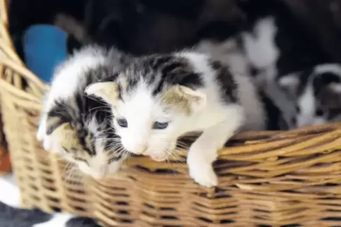 Neugierig: verwaiste Katzenbabys beim Tierschutzverein.