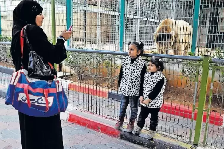 Unter den Lebensbedingungen in Kalkilja leidet Mensch und (Zoo-)Tier gleicherma&szlig;en. Der B&auml;r (links) ist ein beliebtes Fotomotiv.