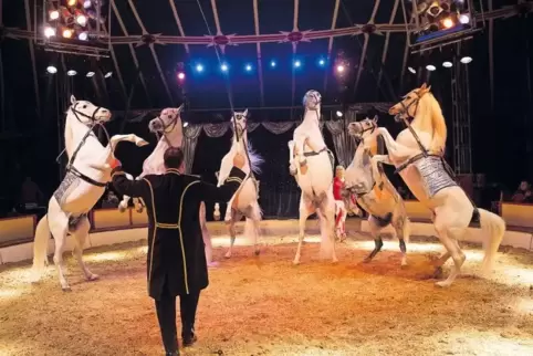 Dressierte Pferde und vieles mehr gibt es am Wochenende bei Circus Carelli zu sehen.