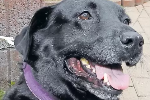 Ist der Liebling der Pfleger im Tierheim: Chevy