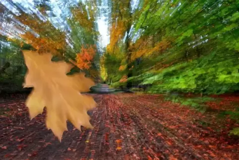 Bei der Nachtwanderung wäre es durch den Wald gegangen. Foto: Lenz 