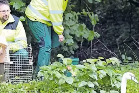 Karsten Tide und Tanja Megner entlassen die Schwäne in den neuen Weiher.