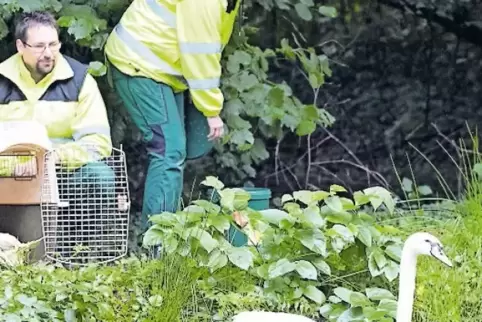 Die Schwäne aus dem Volkspark wurden bei Sembach ausgesetzt.