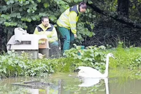Karsten Tide und Tanja Megner bringen die Schwäne in ihren neuen Weiher.