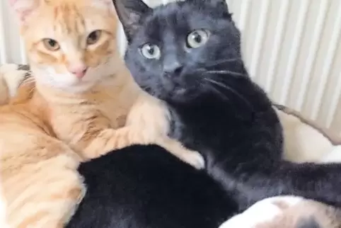 Unzertrennlich: Tom (links) und Jerry auf ihrem Lieblingsplatz.