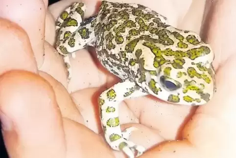 Possierlich, aber kein Frosch: die Wechselkröte.