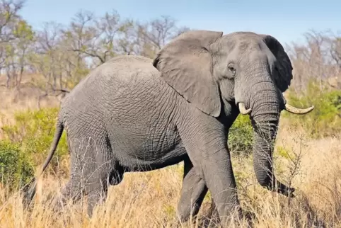 Sinnbild für die Schönheit Südafrikas: Elefant im Krüger-Nationalpark.