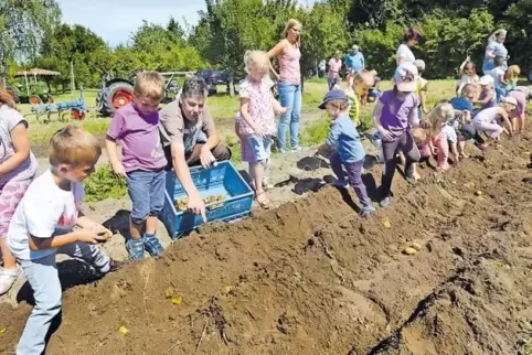 Eifrige Erntehelfer: Mit Unterstützung von Martin Rohr sammeln die Kinder die Kartoffeln ein.