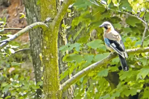 Eichelhäher sorgen für die Ausbreitung diverser Baumarten, weil sie mehr Samen sammeln als sie für ihre Ernährung benötigen.