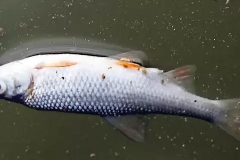 Leblos: Ein verendeter Fisch treibt an der Oberfläche des Landauer Schwanenweihers.