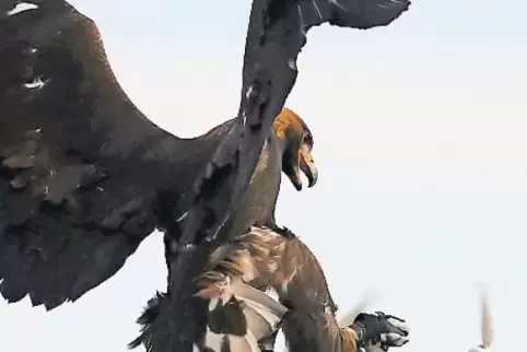 In Frankreich werden Adler bereits darauf trainiert, Drohnen aus der Luft zu holen.