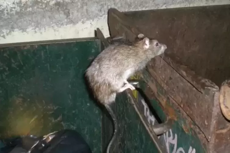 Wildlebende Ratten können gefährliche Krankheiten übertragen.  Symbolfoto: dpa 