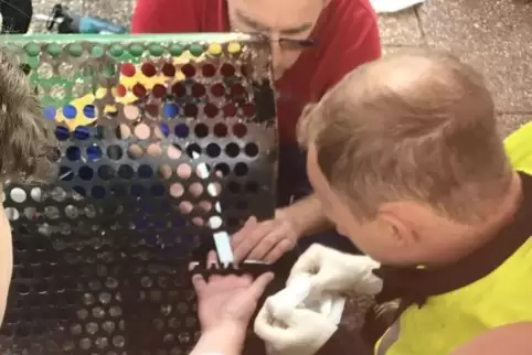 Wehrleiter Arno Bohl (oben) legte Hand an, um die Finger des 13-Jährigen zu befreien. Foto: Feuerwehr 