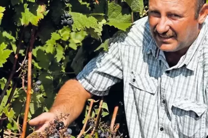 Der Dirmsteiner Winzer Udo Huber hatte schon im vergangenen Jahr, als unser Bild entstand, mit Starenfraß zu kämpfen. In dieser Der Dirmsteiner Winzer Udo Huber hatte schon im vergangenen Jahr, als unser Bild entstand, mit Starenfraß zu kämpfen. In dieser