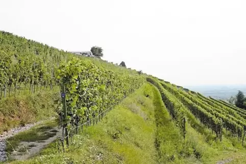 Auf knapp fünf Hektar der insgesamt fast 17 Hektar großen Fläche am Wingertsberg wird Weinbau betrieben.