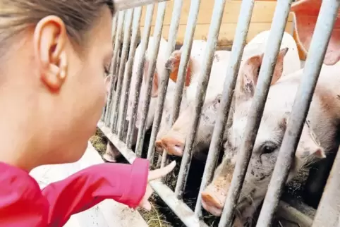 Hallo Schweinchen: Mira geht im neuen Schweinestall des Kleinsägmühlerhofs in Altleiningen auf Tuchfühlung mit den Tieren. Auf d