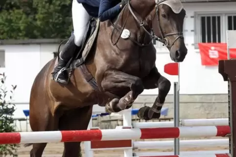Das am Sonntagvormittag bei einem Reitturnier in Zeiskam entlaufene Pferd fingen Bürger in Ottersheim ein. Das Foto zeigt ein an