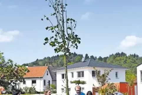 Die Viertklässer graben fleißig ein Loch für die Winterlinde.