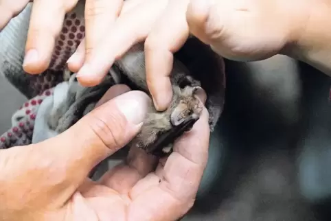 Nicht nur das weiche Fell fasziniert: Braune Langohren können ihre mehrere Zentimeter langen Hörmuscheln zusammenfalten.