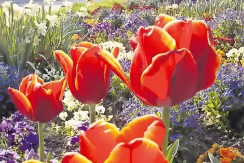 Auch wenn es verlockend aussieht: Blumen im öffentlichen Raum sind tabu. Es droht Gefahr!