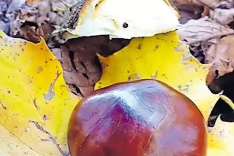 Liegen im Herbst in Hülle und Fülle im Wald: Kastanien.